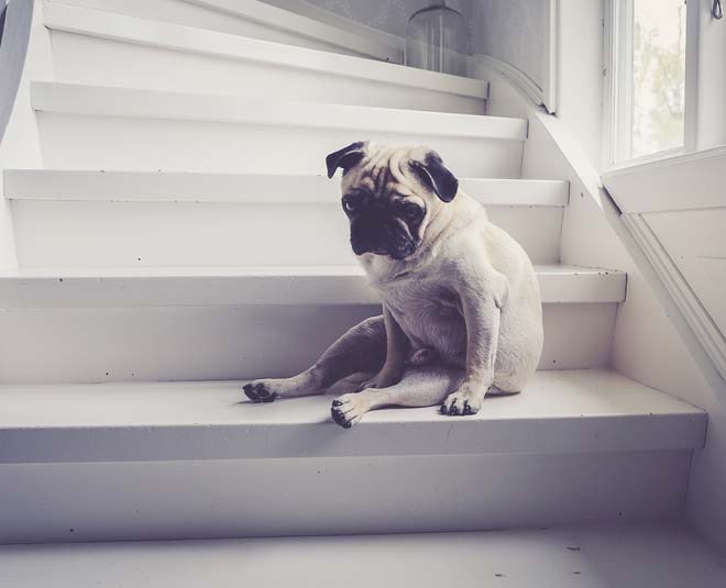 indoor exercises for dogs inside