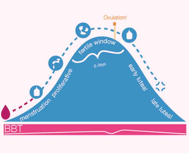 ovulation test strips
