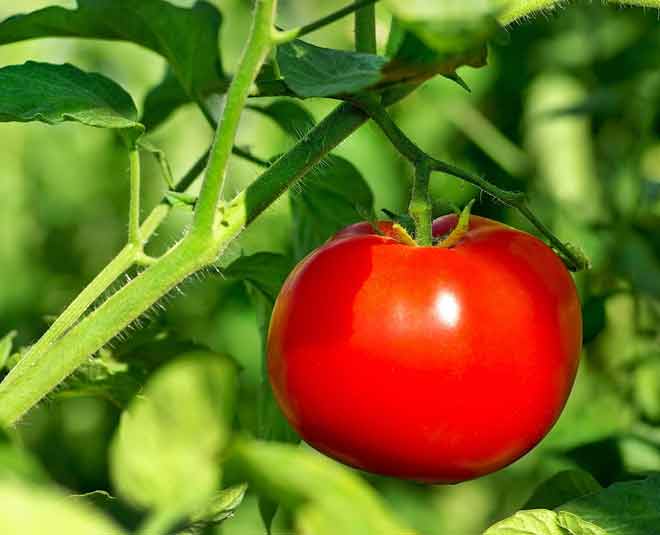 tomato and ayurveda