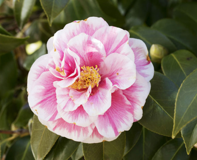 Camellia