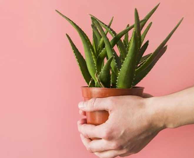 aloe vera new