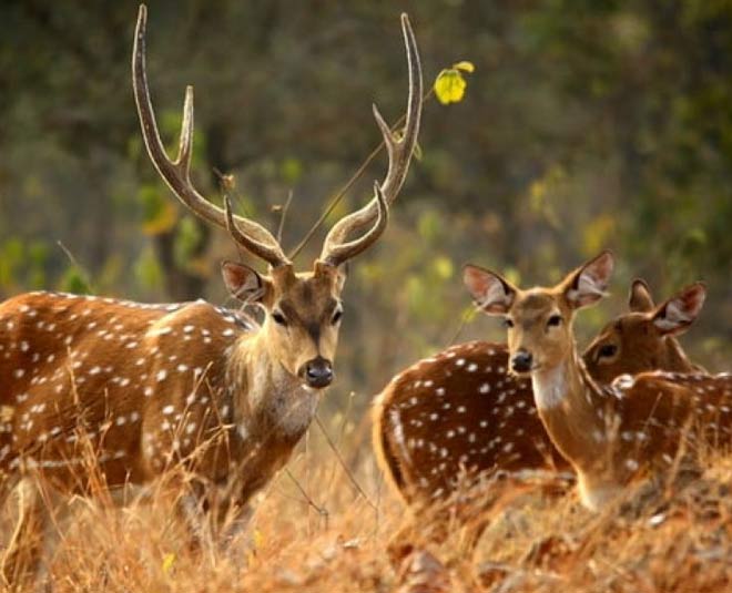 best tourist places to visit in patiala punjab inside