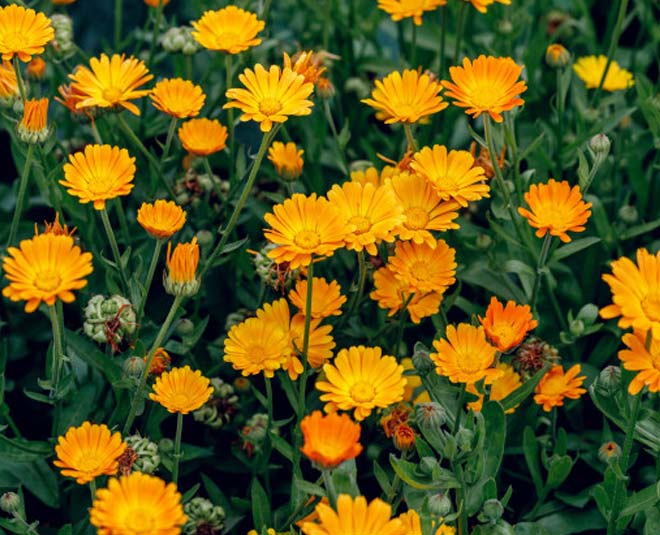 calendula
