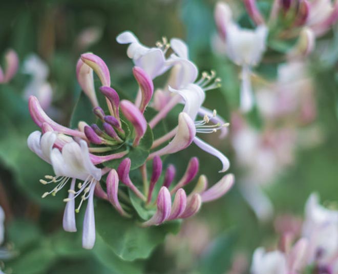 honeysuckle