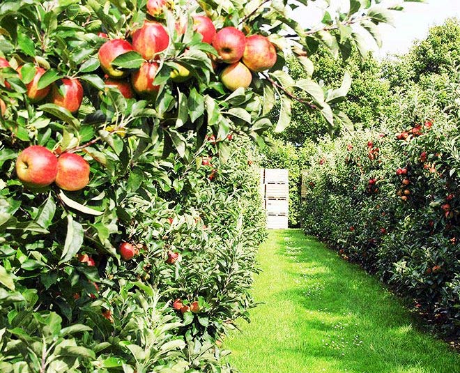 places to visit ranikhet in uttarakhand chaubatiya bag inside