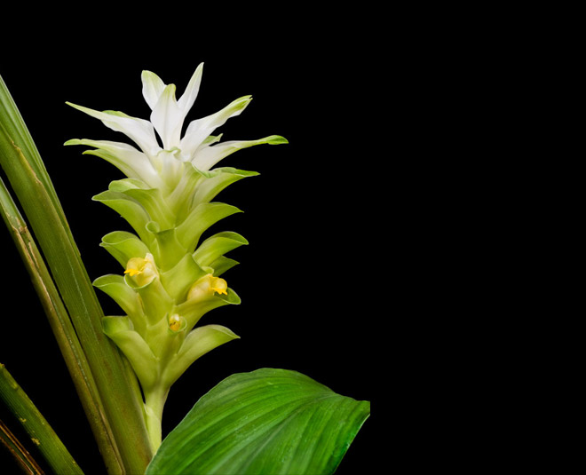 turmeric flower