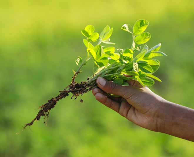 foods for eye health ()