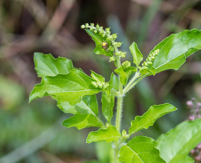 kartik tulsi pujan