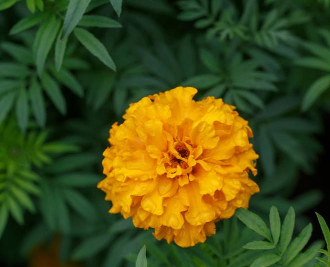 marigold flower