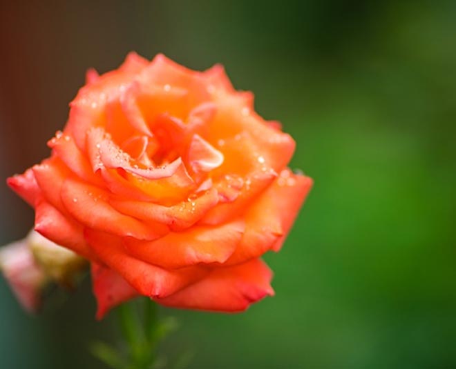 rose flower benefits