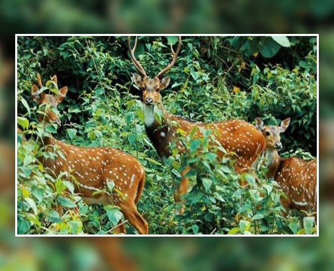 tourist places in wayanad kerala inside