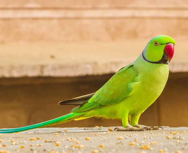 about top most intelligent animals on earth inside