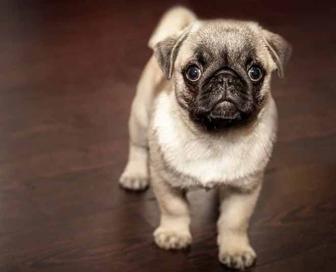 intelligent animals on earth inside