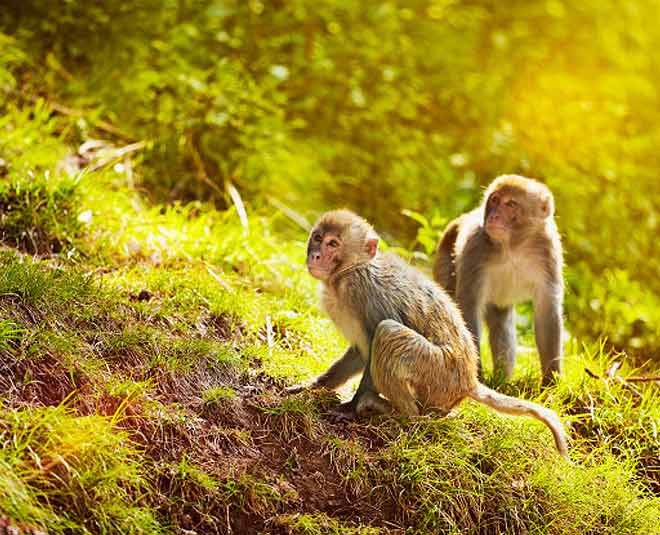 jakhoo temple hanuman ()