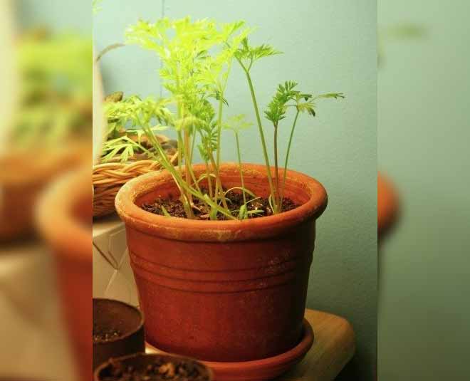 know how vegetables that can be grow at home inside