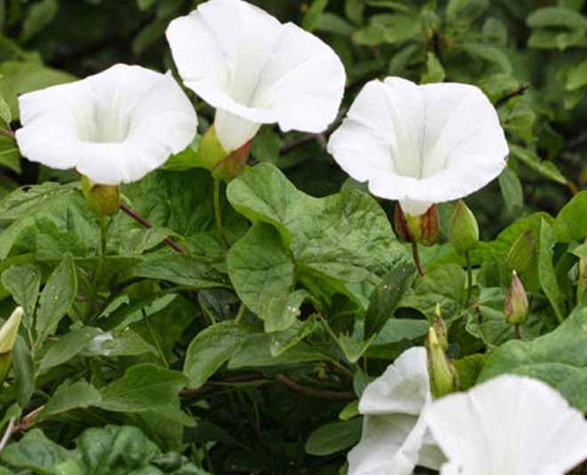 sharp brain herbs inside