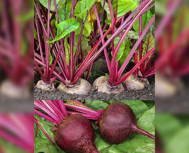 that vegetables can be grow at home