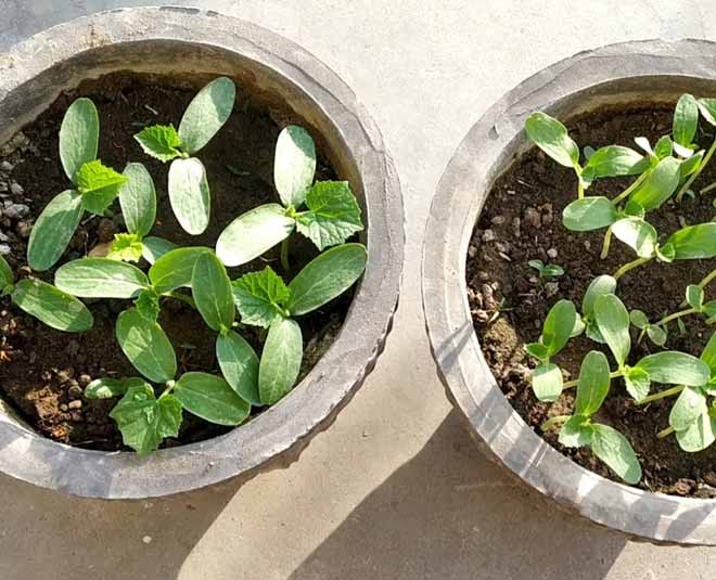 these vegetables that can be grow at home inside