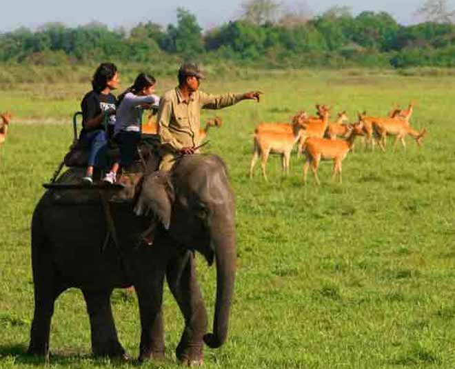 top most intelligent animals on earth inside