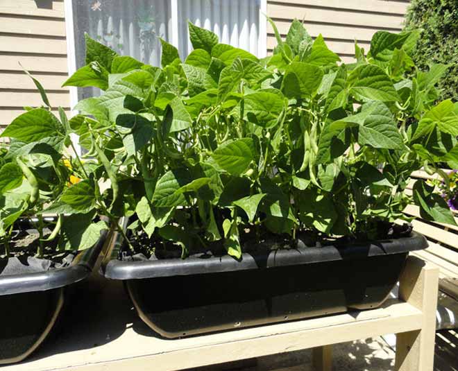 vegetables that can be grow at home inside