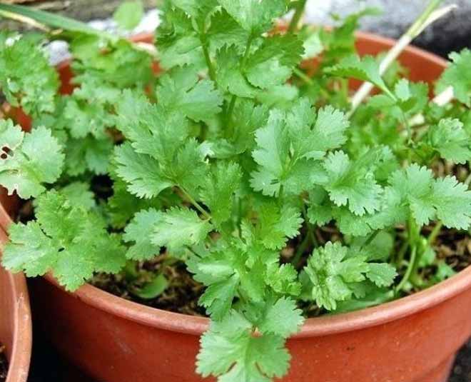 vegetables that can be grow at home inside