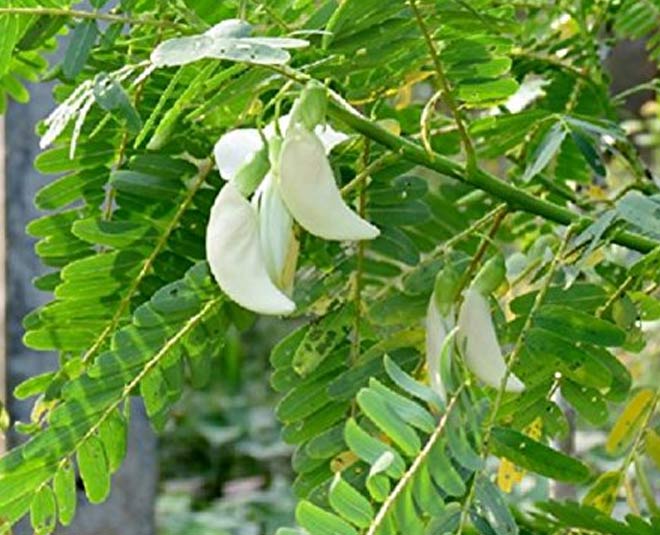 inside HOW TO LOOK Agathi Leaves