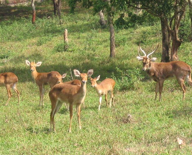 keibul lamjao national park in manipur inside