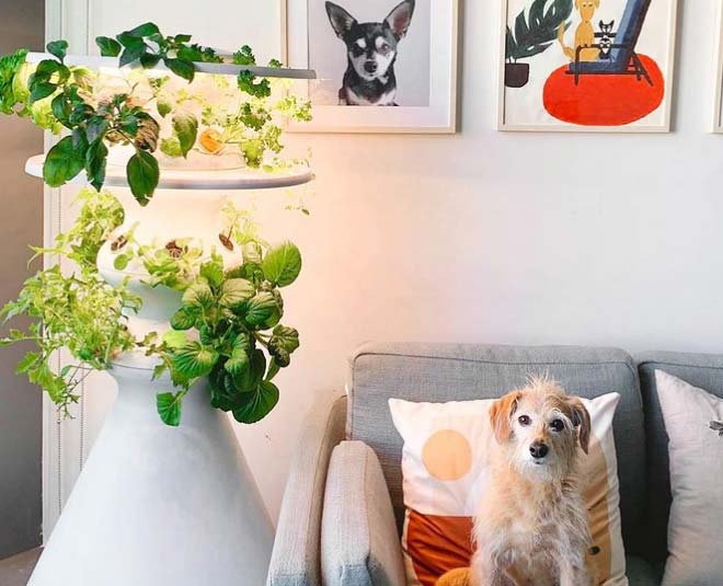 lettuce grower stand