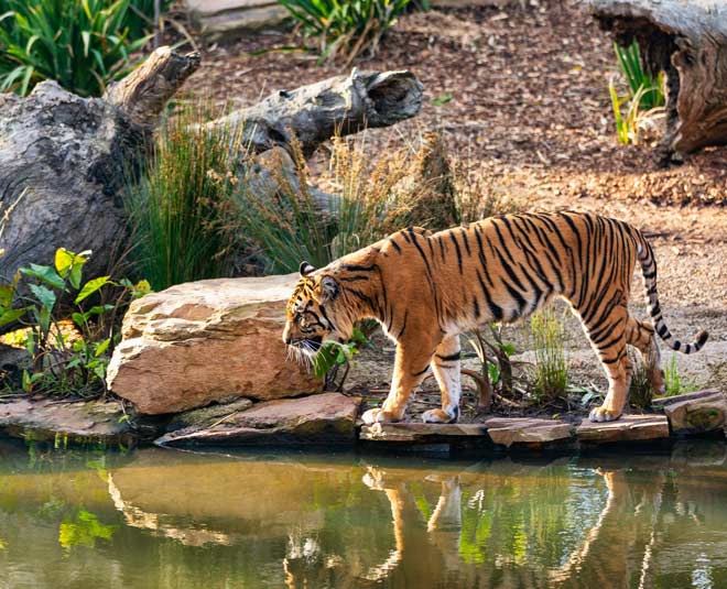 famous sunderwan national park of west bengal