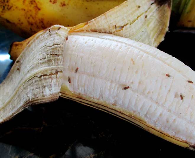 fruit flies problems