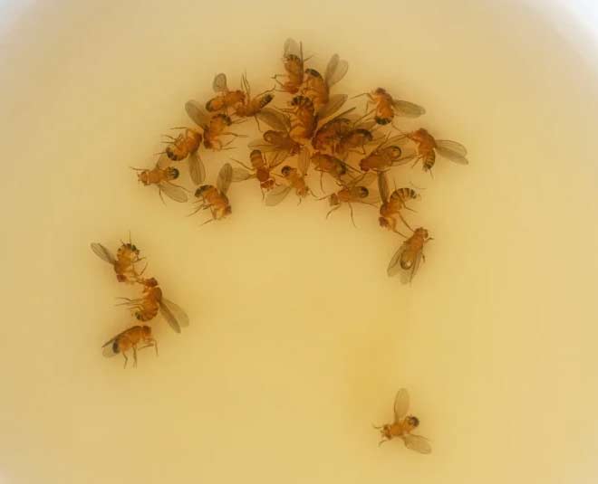 fruit flies trap
