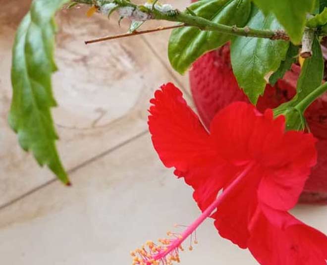 get rid of whitefly inside