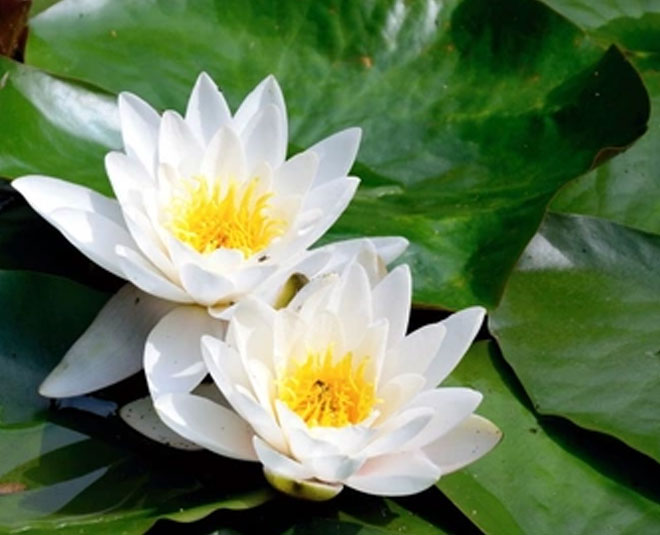 lily plant water