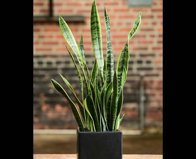 snake plant cutting