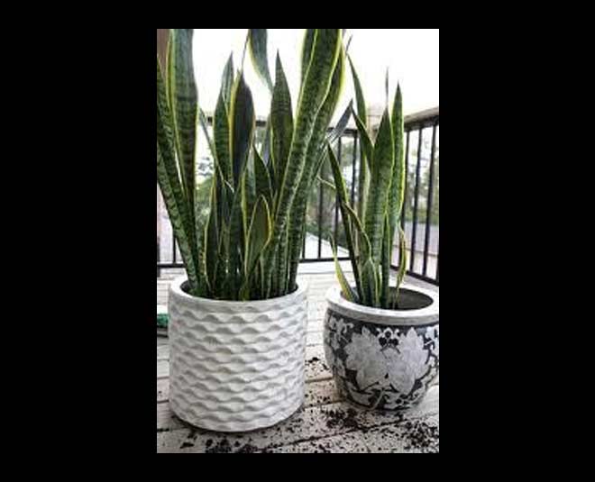 watering a snake plant