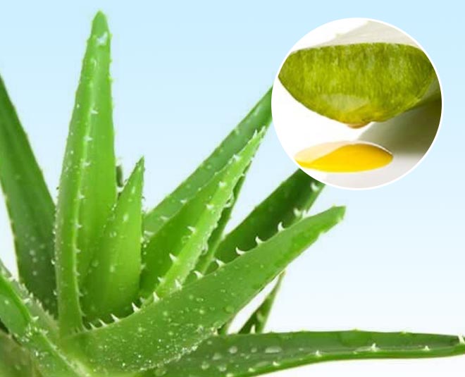 aloe vera best moisturiser