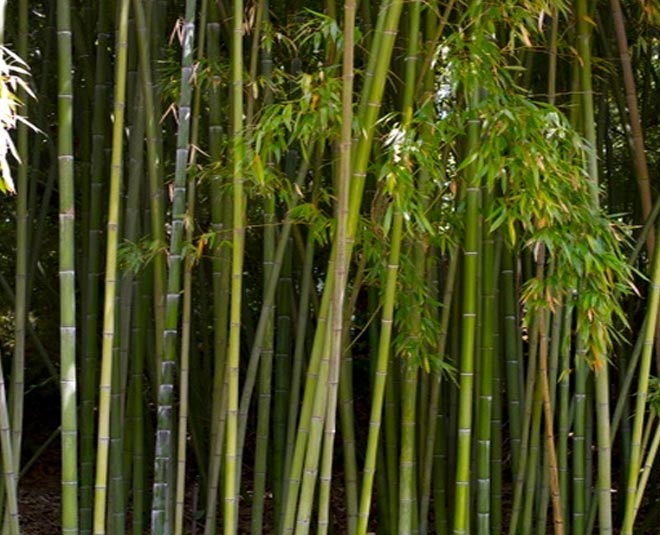 bamboo plantation tip