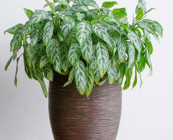 chinese evergreen indoor plant