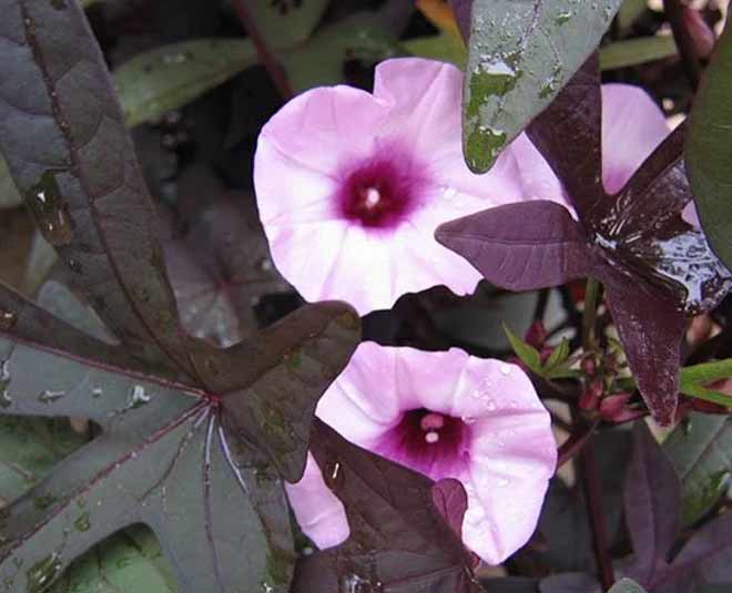 creeper sweet potato