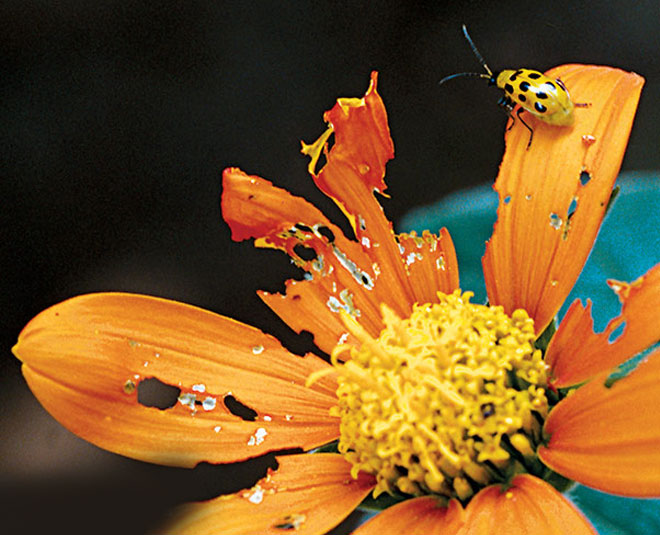 different uses of lime powder Inside
