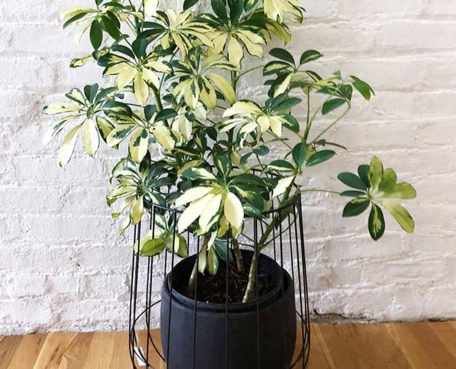 dwarf umbrella indoor plant