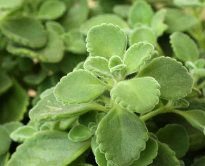food and ajwain uses