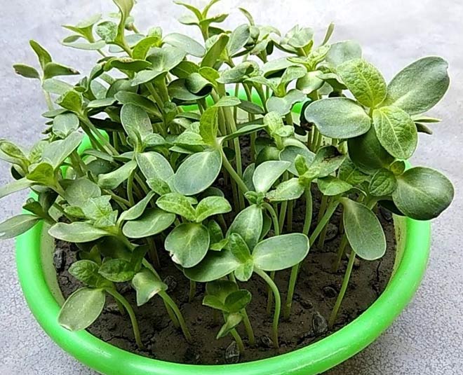 how to grow sunflower plant at home inside