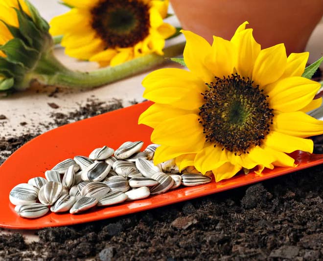 how to grow sunflower plant at home inside