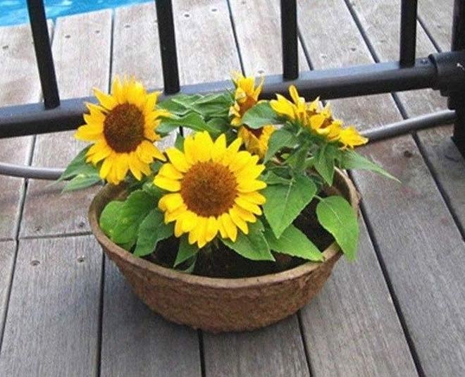 how to grow sunflower plant at home inside