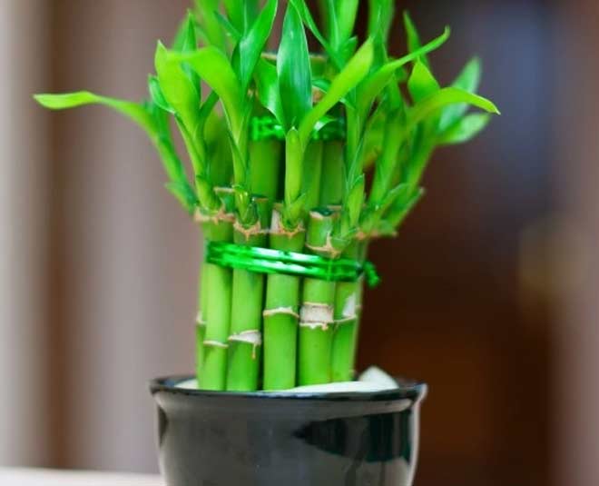 lucky bamboo plants