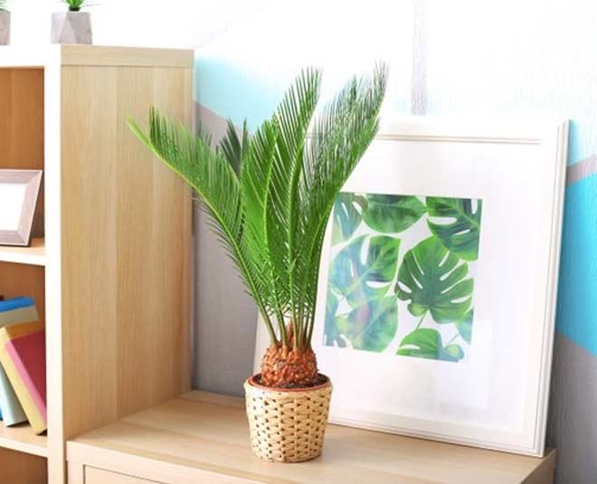 sago palm indoor plant
