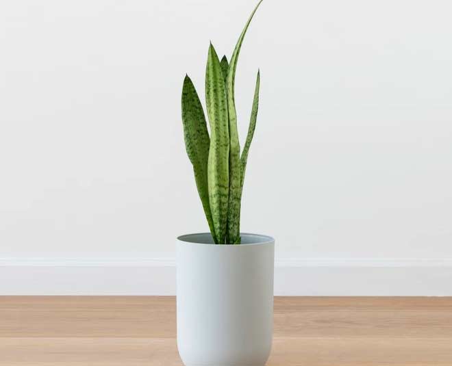 snake plants for dark rooms