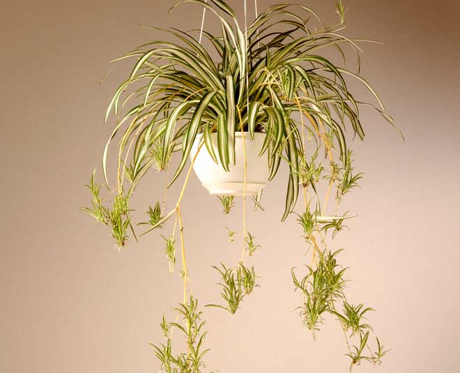 spider plants for dark room