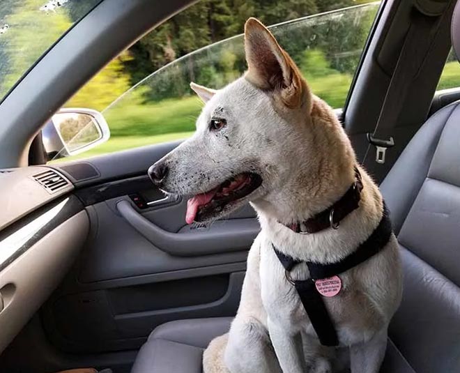 tips to get rid of pet urine smell from car Inside